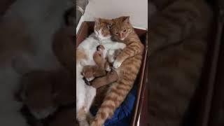 Die liebsten Katzen Eltern und Babys  - The dearest Cat's Parents and Baby's