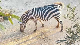 zeebra