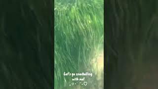 Let’s go snorkelling with me! #sea #aesthetic #summer #vibes #snorkeling #summervideo