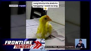 Sisiw na nabili sa peryahan na lumaki at naging tandang, kinaaliwan online | Frontline Tonight