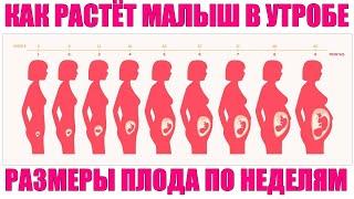 РАЗМЕРЫ ПЛОДА ПО НЕДЕЛЯМ БЕРЕМЕННОСТИ | Вес плода с 1 по 40 недели беременности