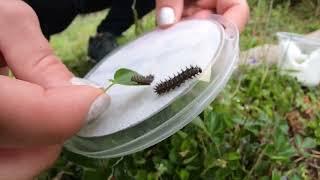 Zoo Releases Hundreds Of Endangered Butterflies Into Wild