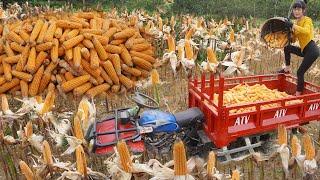 Harvesting 1500kg corn and transport by Offroad Vehicle ATV to sell - Green forest farm