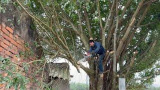 DANGEROUS TREE CUTTING - Eye-catching tree cutting technique with chainsaw