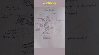 Obelia//#ytshorts #biology #study