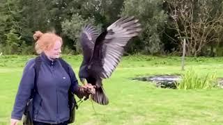 Lavenham falconry the raptor conservancy