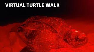 World Sea Turtle Day 2020: Virtual Turtle Walk