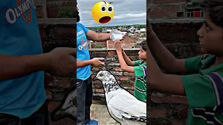 फुलसरे कबूतर के पर खोल दिये  | #pigeon #kabootar #shortsfeed #shorts