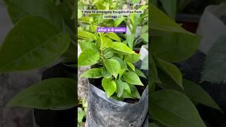 Super Easy Method to Grow Bougainvillea | How to Propagate Bougainvillea from Cutting | #garden