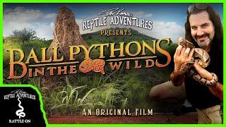 BALL PYTHONS IN THE WILD (An Original Film)