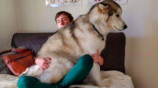 When your Big Dog thinks he's a BABY!  Funny dog videos 2024