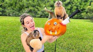 CARVING PUMPKINS WITH MY MONKEYS!