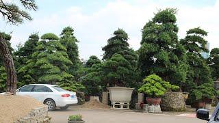 Bonsai in China - Impressions