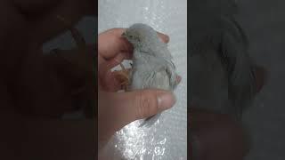 미니메추리 모프 더블펙터 스모키 #buttonquail #병아리 #부화