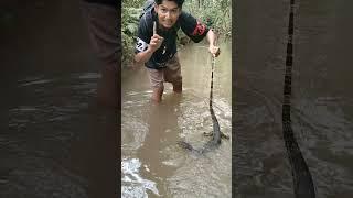 TUTORIAL CARA MENANGKAP REPTIL BAGI PEMULA