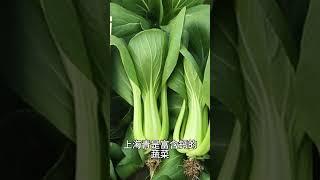 青江菜維持鈣和鐵的平衡攝取