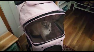 How to take your cat for a stroller ride:  Paws & Pals Jogger Folding Dog & Cat Stroller Review