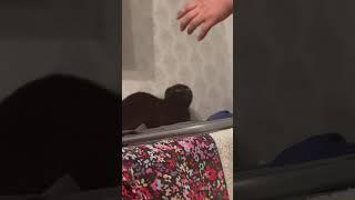 #жесть#кот#убийца#кровь#зверь#english #бешеный#злой#Cat#fishing#cat crazy#драка#махач#злость#usa