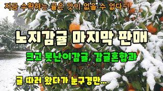 달고 맛있는 노지감귤 귤 따러 왔다가 눈구경만하고가요 얼른 수확해야할텐데 곧 노지귤 수확도 마무리됩니다.