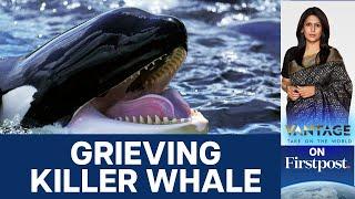 Grieving Mother Orca Whale Carries Dead Baby, Again | Vantage with Palki Sharma