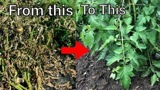 How to cure tomato plants that have LATE BLIGHT