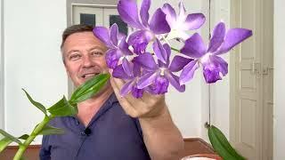 ЗАСУШИЛ орхидеи в доме на Юге // ХИМИЧЕСКИЙ ожог орхидеи - причины