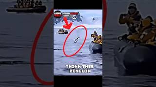 This is why penguins jump over researchers boat #animals #viralshorts #pets