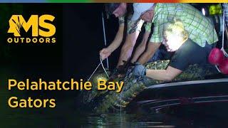 Alligator hunt at Pelahatchie Bay on the Ross Barnett Reservoir