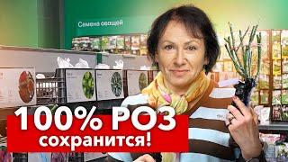 КАК СОХРАНИТЬ РОЗЫ ДО ПОСАДКИ В ГРУНТ в домашних условиях? 5 важных шагов от опытного цветовода