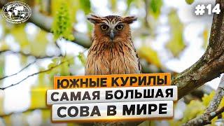 Южные Курилы: глубоко ли ныряют утки и каких рыб ест филин | @Русское географическое общество