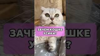 Зачем кошке усики? #усы #кошкавдоме #кошечки #коты