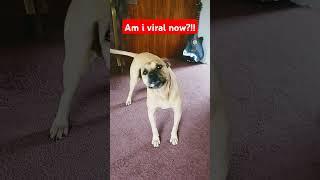 Doggy style: Am I viral yet ?? Doggy dance life