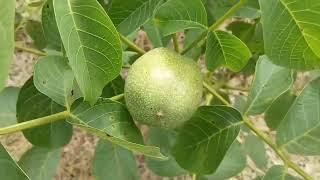 Низкорослый крупноплодный грецкий орех Скиф от Орехового Барона Walnuts Broker