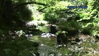 Ein Naturspaziergang an einem kleinen Mittelgebirgsbach im Pfälzer Wald