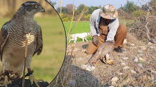 Baaz Ka Naya Shikar Pakistan Main | Amazing Eagle Hunting In Pakistan | FATEH JANG TV