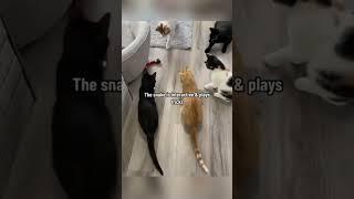 Realistic Interactive Cat Toy Snake - Lifelike Motion with Smart Sensing video 1