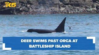 Deer swims past Bigg's orca in photo captured at Battleship Island