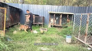 狗窝四个母狗发情，放2条公狗都这表现，给它机会它不中用啊 #马犬  #太行犬