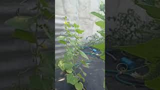 Осмотр и пасынкование огурцов и томатов в прямом эфире!