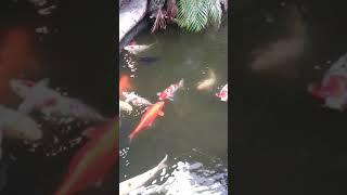 Koi  fishes(2)