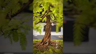 Dawn Redwood @ Bonsai Show Live 2024 #bonsai #bonsaitree #bonsaishow #bonsaiart #tree #bonsaiworld