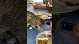 Hungry cat just wants a piece 