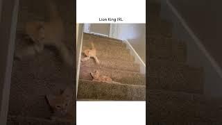 Hilarious Kittens Fight on Stairs!