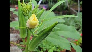 Growing Okra in Zone 9 | Florida Garden | TheGardenLadyFL (OLD GARDEN)