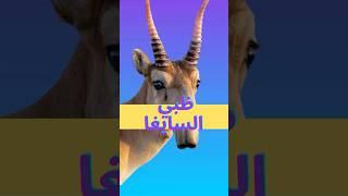 ظبي السايغا 