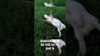 The Reason Why Fainting Goat Exist!