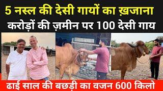  Gir, Tharparkar, Sahiwal, Punganur, Kapila गायें, Richest Farm In India । Anna Bharekar । Pune ।