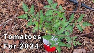 Tomatoes We Are Growing This Year 2024