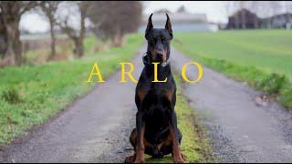 Arlo the Doberman  - Family protection Dog