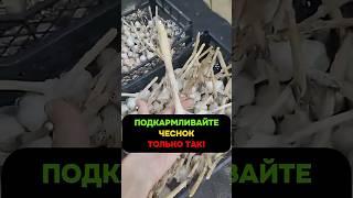 Летом чеснок нужно кормить только так — иначе не вырастет #чеснок #подкормка #огород #дача #урожай